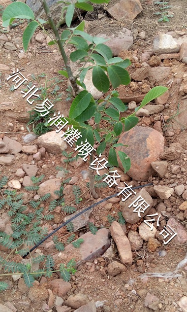 管理方便小管出流|陕西梨树16mmPE管设备