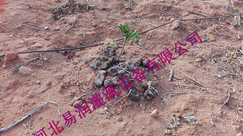 陕西梨树小管出流 果树灌溉 16mmPE管系列
