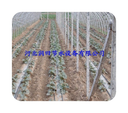 山西黎城县【滴灌厂家】温室大棚辣椒、内镶贴片式滴灌带
