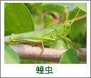宁波什么灭虫方法好|宁波控虫公司|宁波防四害措施|爱卫供