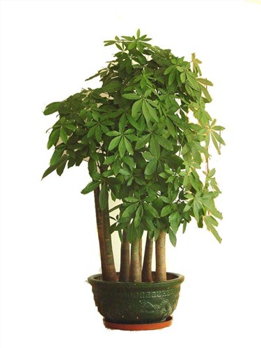 热带绿植租赁 花卉租赁价格 成都植物租赁报价 乐盛园林供