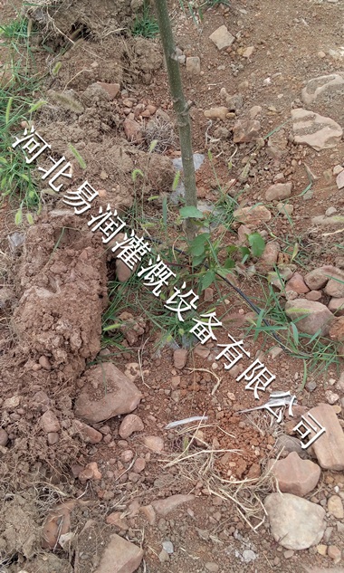 陕西榆林梨树果树滴灌 果园灌溉型号齐全