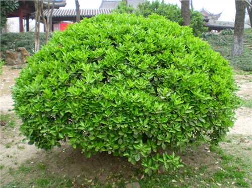 天津大叶黄杨球直销|安徽大叶黄杨球种植教程|子轩供