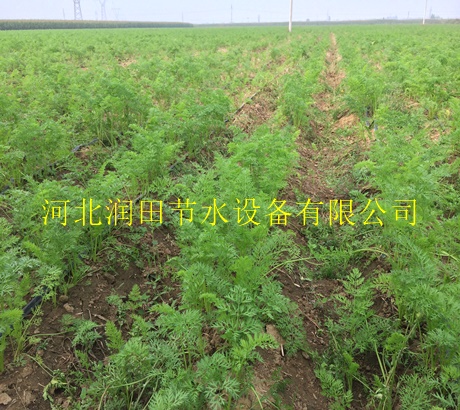 施肥罐规格齐全|河北张北县微滴带价格