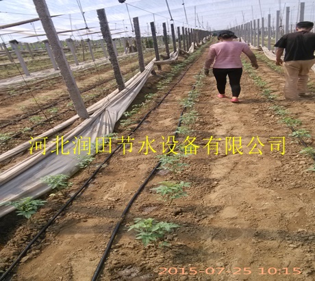 施肥罐价钱+河北张北县渗水带|行情