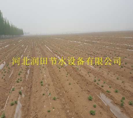 滴灌厂家|河北张北县渗水带多少钱