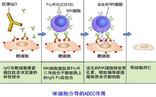 如何抗衰老?日本NK细胞抗衰老_日本抗衰老_海外挂号网供