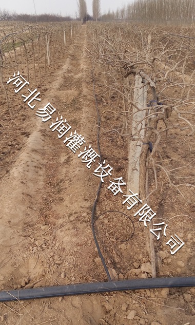 河北核桃果树滴灌小管出流市场 果园灌溉批发