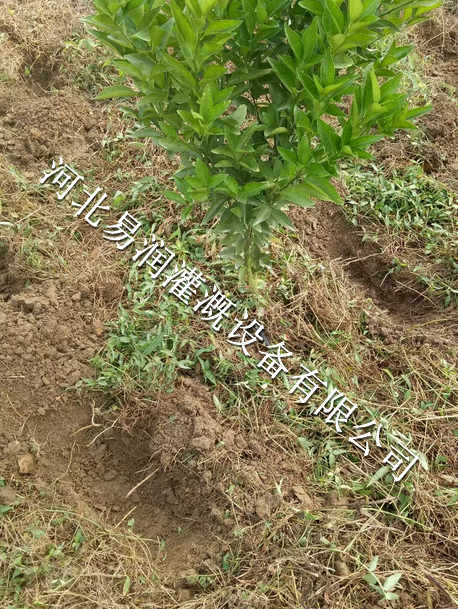 河北核桃果树滴灌小管出流工程 果园灌溉