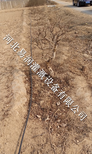 河北核桃果树滴灌小管出流设备的安装 果园灌溉使用