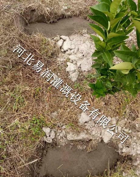 果树滴灌小管出流、施肥灌果园灌溉|河北核桃果树种植一体化