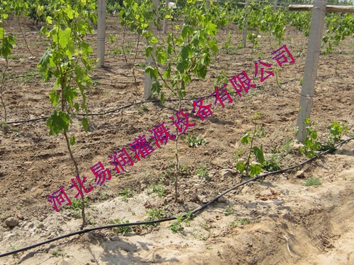 农田滴水管技术|湖北丘陵滴灌管水肥一体化