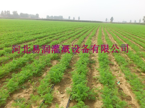 滴灌带批发价钱 河南客户喜欢滴水管带