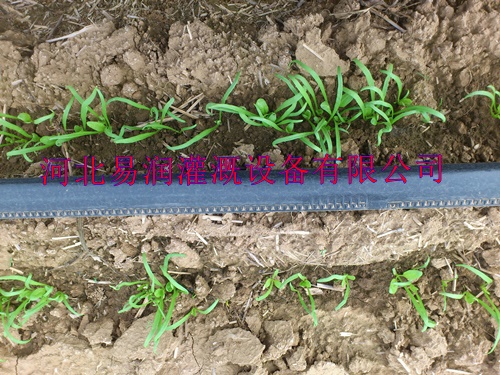 滴灌带生产售后 河南用得住加厚滴水管带