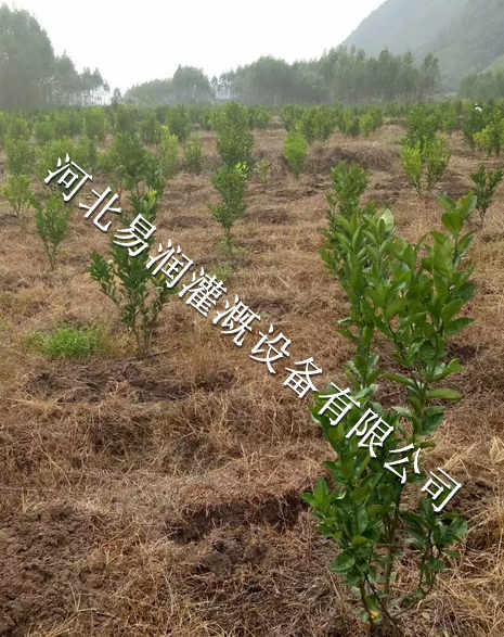 湖北丘陵小管出流设备 果树滴管水肥一体化