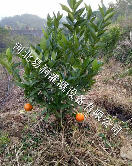 湖北丘陵果树滴管 小管出流专用滴灌管