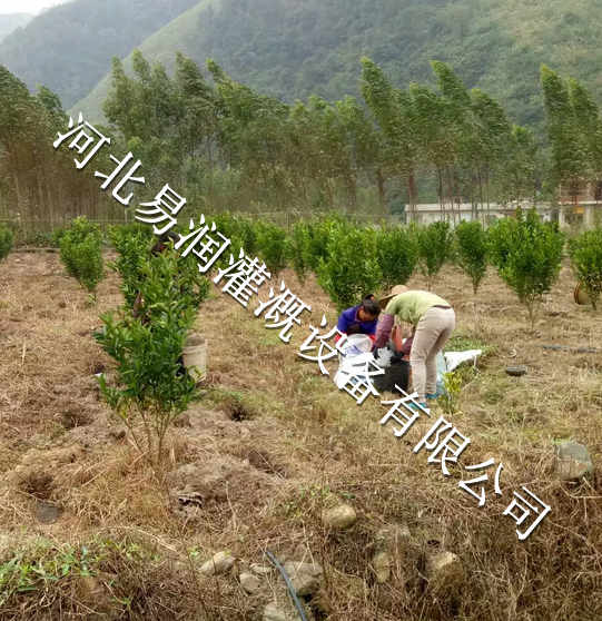 湖北丘陵果树滴管技术耗电量少 小管出流运行费用低