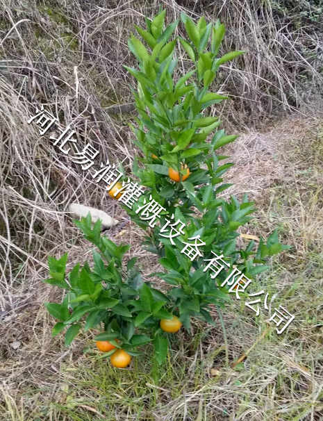 湖北丘陵小管出流专用果树滴管|质优价廉