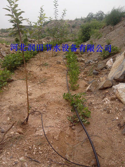 网式过滤器 供应陕西佳县果树滴灌