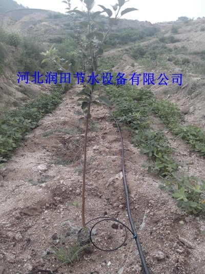 网式过滤器装置-陕西佳县生产果树滴灌
