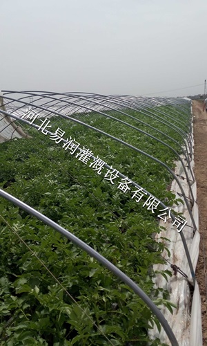 河北土豆微喷带水肥一体化 喷灌带价格