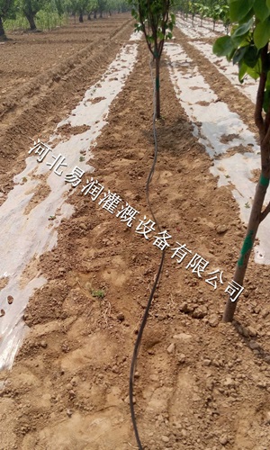 河北土豆喷灌带价格 网式过滤器 微喷带大田微喷促销