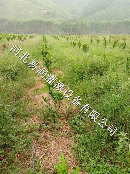 【16mmPE管网式过滤器价格】湖南果树滴灌