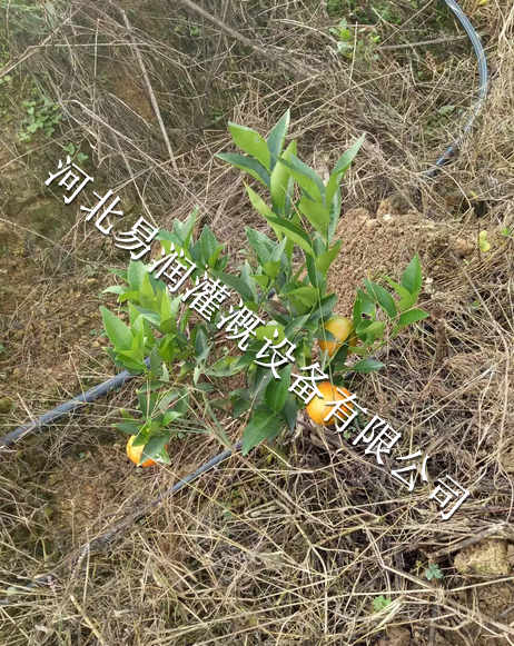 16mmPE管网式过滤器节水 湖南果树滴灌