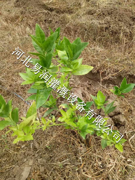 湖南果树滴灌 16mmPE管网式过滤器型号规格