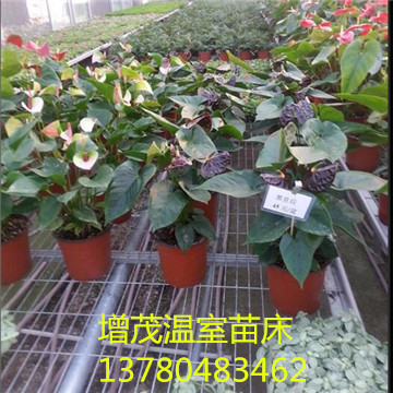 苗床厂家 温室苗床 温室苗床价格