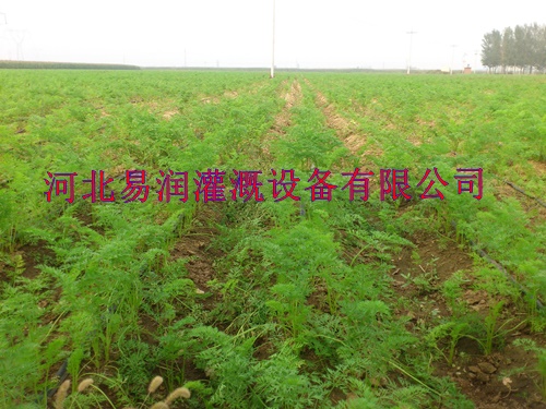 河南滴灌带选购方法 厂家指导安装渗水带