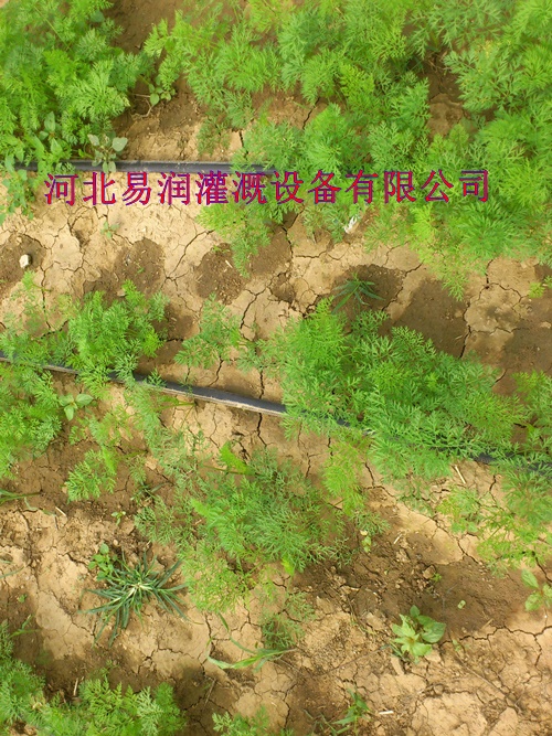 河南塑料渗水带生产应用 滴灌带咨询