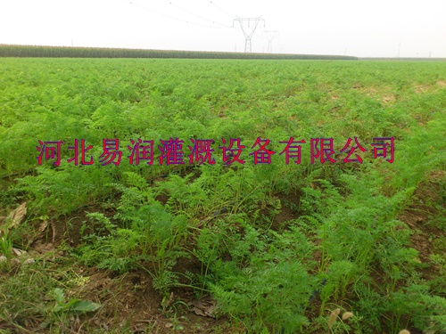 大田作物灌溉滴灌带 河南口碑好渗水带