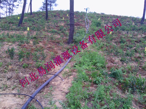 滴灌管网上有售 四川黑色滴水管厂家