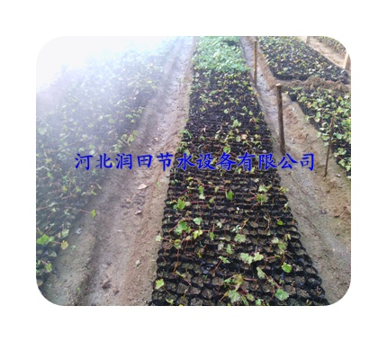 山西岢岚县大棚微喷 倒挂微喷头价格合理