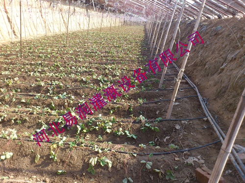 河南蔬菜滴灌厂家 出售圆柱式滴灌管 灌溉塑料管