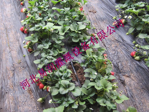 河南蔬菜耐用灌溉塑料管 质量可靠滴灌管