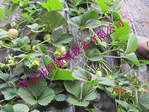 河南蔬菜滴灌管生产 黑色PE滴灌管制造