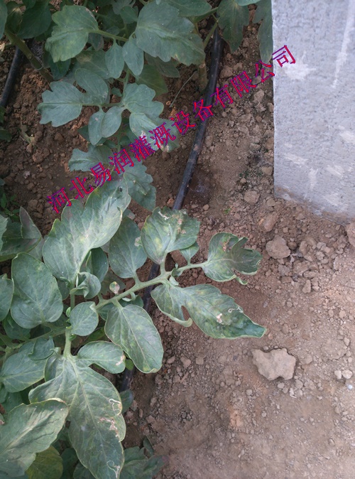 河南性能稳定蔬菜滴水毛管|滴灌管 PE滴灌管制造