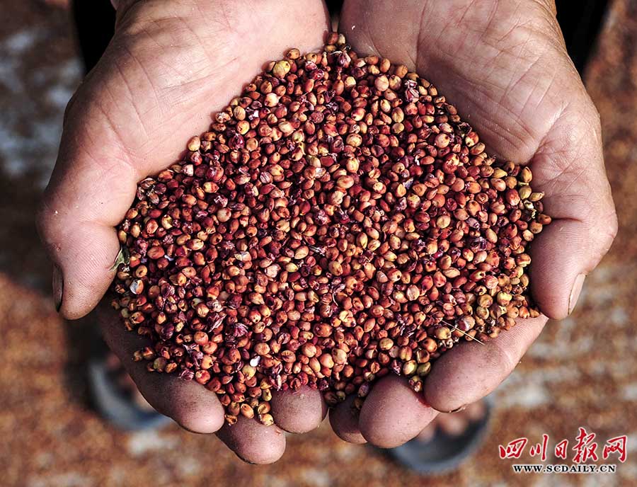 湖北汉江常年求购红高粱，高粱米，裸高，栗，忝