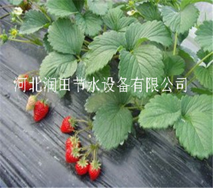 微喷带 陕西清涧县小麦玉米节水灌溉【出水带】