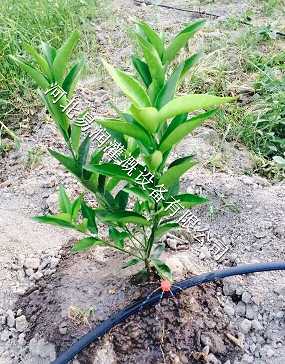 湖北丘陵果树滴灌 灌溉PE管设备 滴灌厂家供应