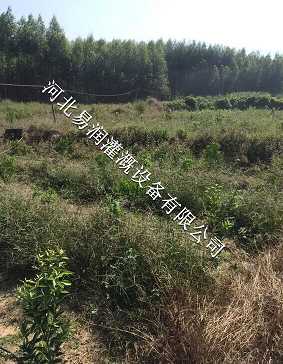 湖北丘陵果树滴灌 灌溉PE管 施肥罐系列