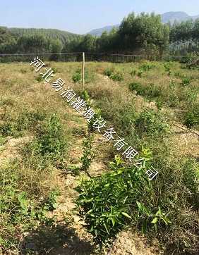品质卓越湖北丘陵灌溉PE管 果树滴灌多种品质