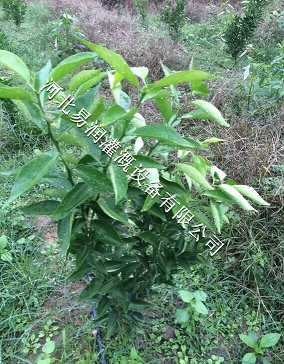 湖南果园滴灌节水滴灌|果树滴灌
