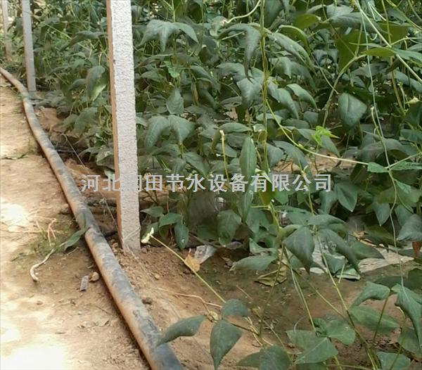 自清洗蔬菜滴灌操作 河南沁阳市蔬菜滴水软带