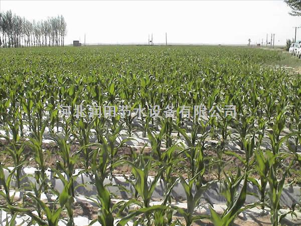 河南沁阳市蔬菜滴水带厂家专注蔬菜滴灌