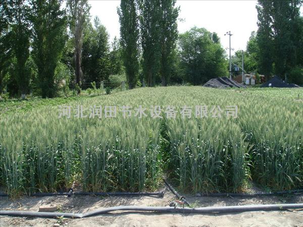 蔬菜滴灌整套-河南沁阳市蔬菜滴水带厂家