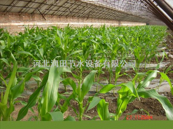 蔬菜滴灌设备-河南沁阳市蔬菜滴水带出售