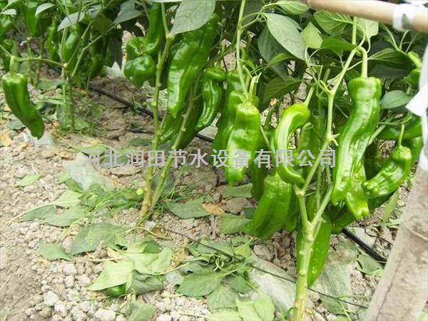蔬菜滴灌整套 河南沁阳市蔬菜滴水带厂家